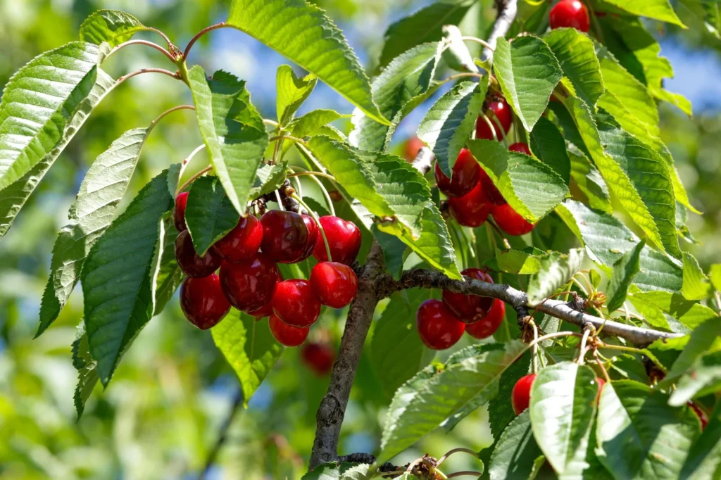 Nif Cherry Reaches Key Milestone Towards Geographical Indication Registration